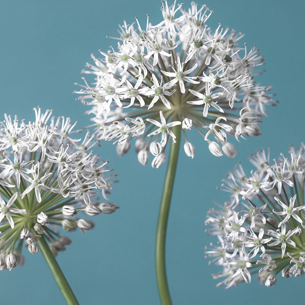 Three Alliums, FTBR-1874 art print by Assaf Frank for $57.95 CAD