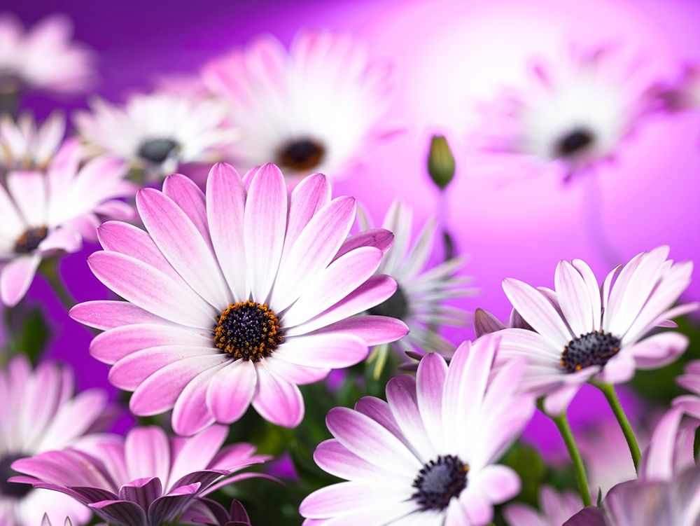 Osteospermum flowers art print by Assaf Frank for $57.95 CAD