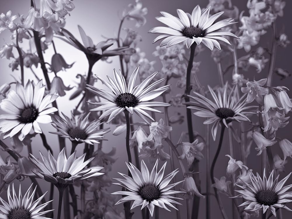 Meadow flowers art print by Assaf Frank for $57.95 CAD