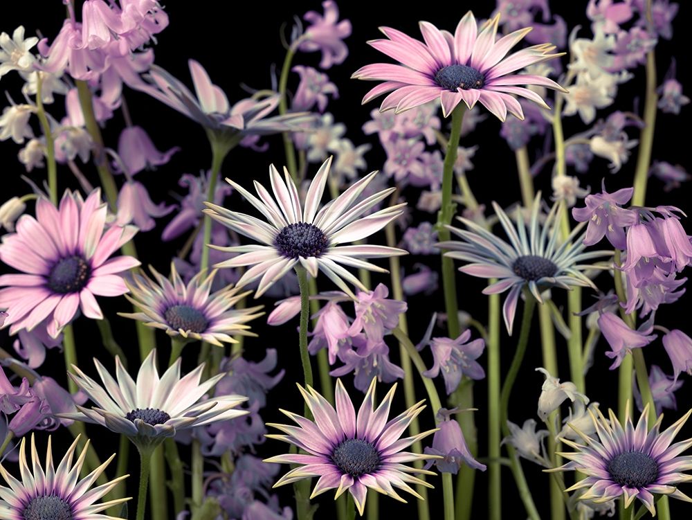 Meadow flowers art print by Assaf Frank for $57.95 CAD