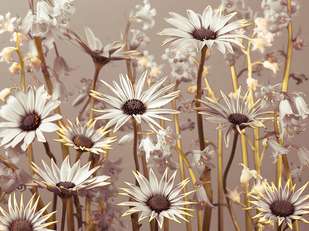 Meadow flowers art print by Assaf Frank for $57.95 CAD