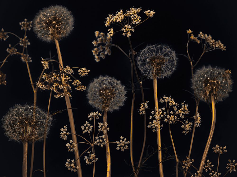 Meadow flowers art print by Assaf Frank for $57.95 CAD