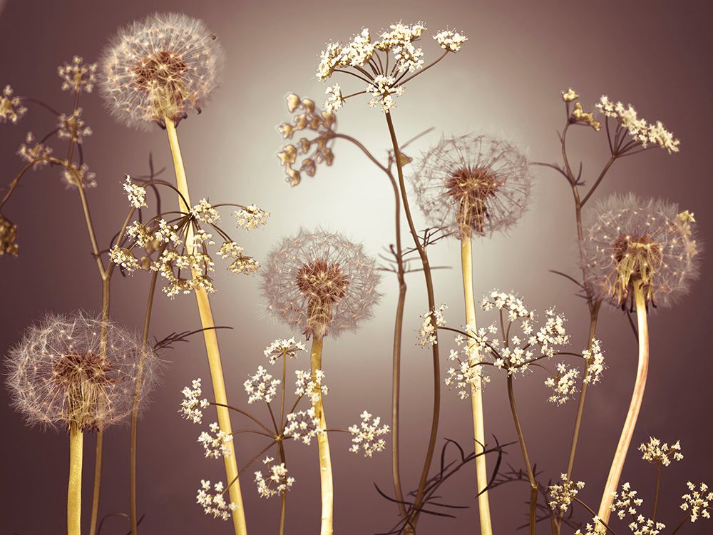Meadow flowers art print by Assaf Frank for $57.95 CAD
