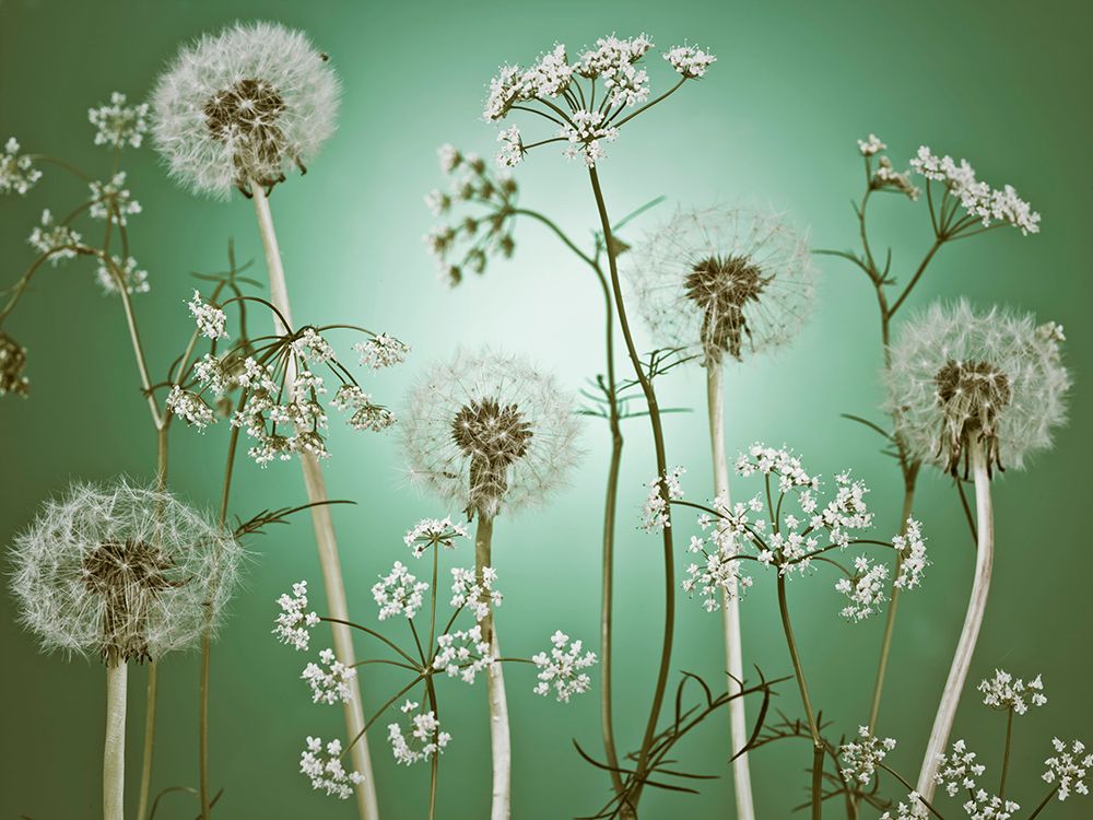 Meadow flowers art print by Assaf Frank for $57.95 CAD