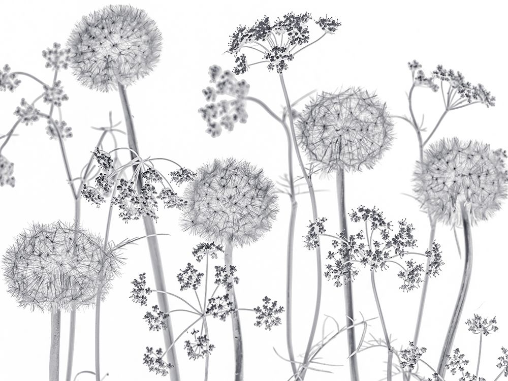 Meadow flowers art print by Assaf Frank for $57.95 CAD