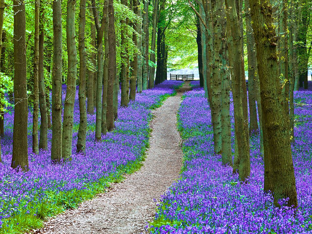 Path in Bluebell wood art print by Assaf Frank for $57.95 CAD