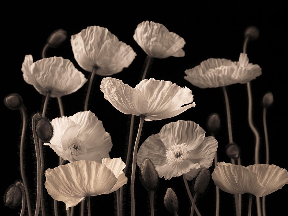 Poppies and buds art print by Assaf Frank for $57.95 CAD