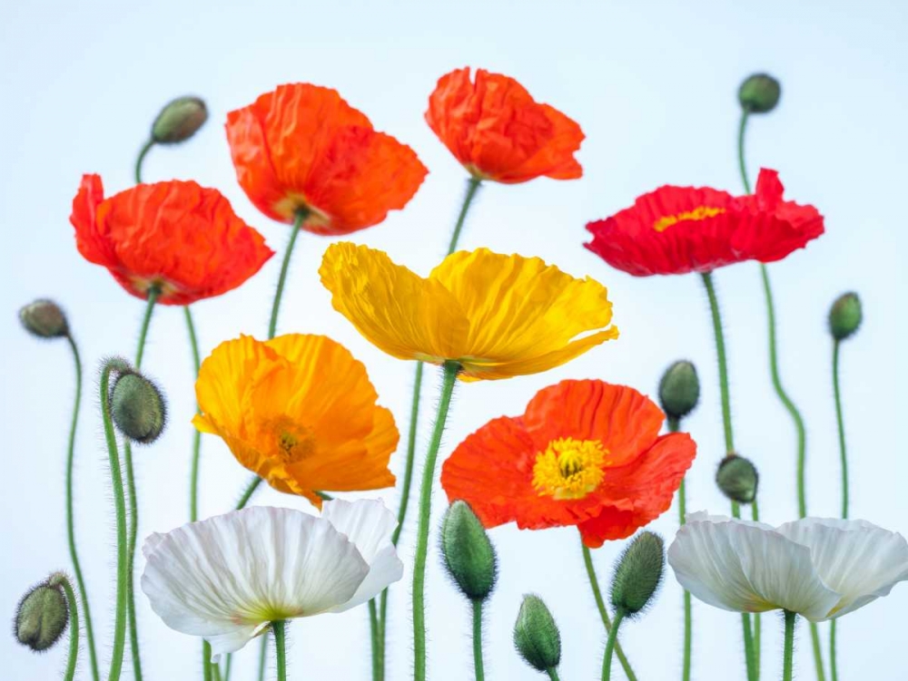 Multi coloured Poppies and buds art print by Assaf Frank for $57.95 CAD