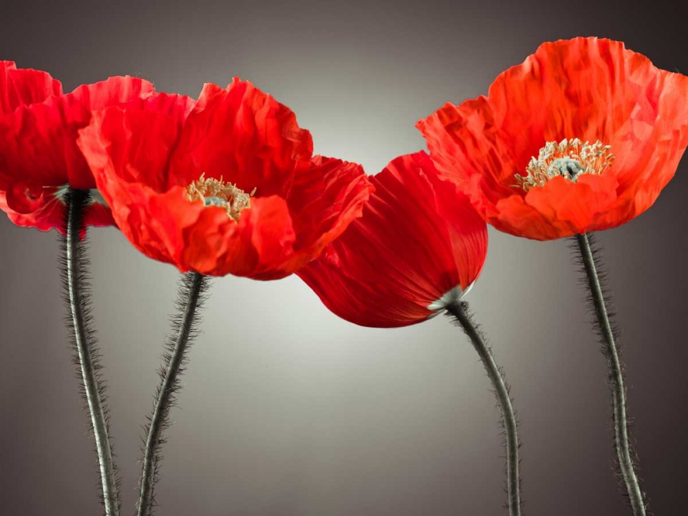 Four Poppies art print by Assaf Frank for $57.95 CAD