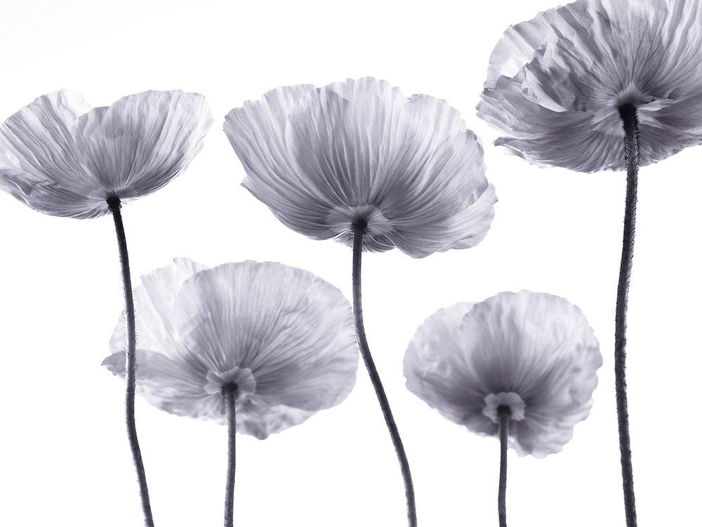 Five Poppies art print by Assaf Frank for $57.95 CAD
