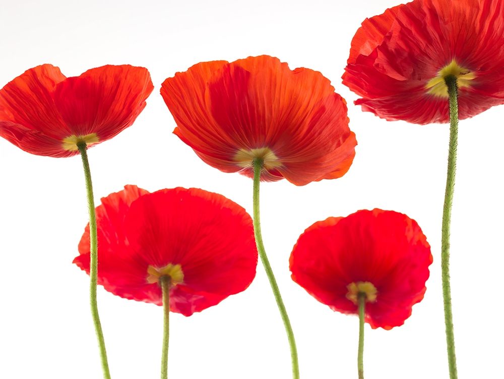 Five Poppies art print by Assaf Frank for $57.95 CAD