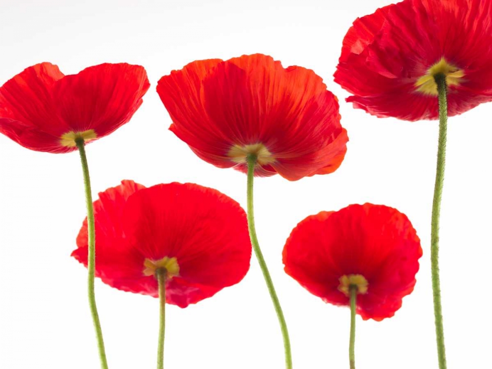 Five Poppies art print by Assaf Frank for $57.95 CAD