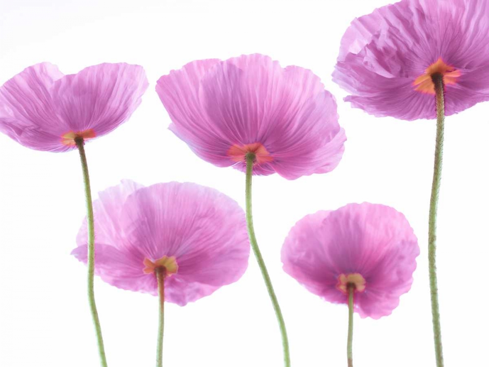 Five Poppies art print by Assaf Frank for $57.95 CAD