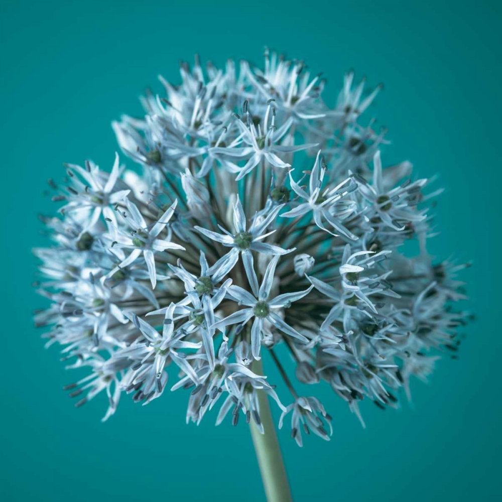 AF20100605 Alliums 151C07 art print by Assaf Frank for $57.95 CAD
