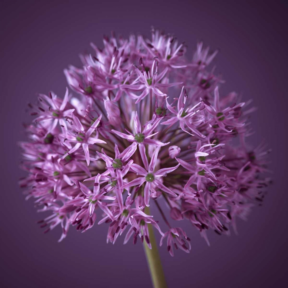 AF20100605 Alliums 151C08 art print by Assaf Frank for $57.95 CAD