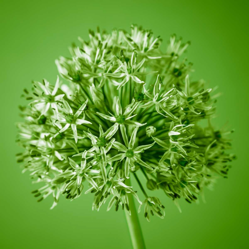 AF20100605 Alliums 151C09 art print by Assaf Frank for $57.95 CAD