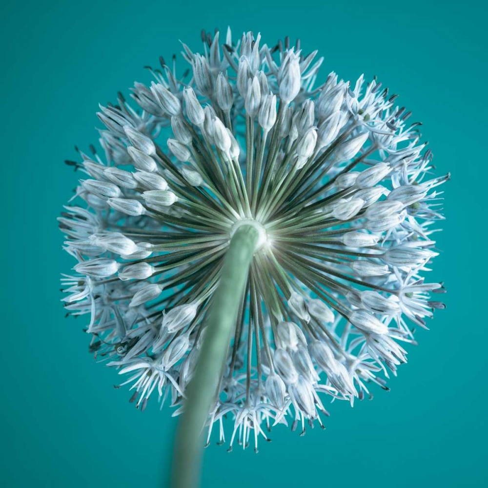 AF20100605 Alliums 167C12 art print by Assaf Frank for $57.95 CAD