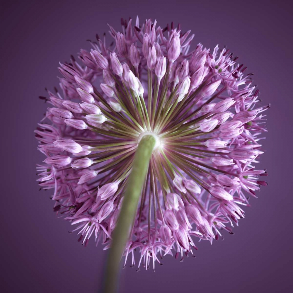 AF20100605 Alliums 167C13 art print by Assaf Frank for $57.95 CAD