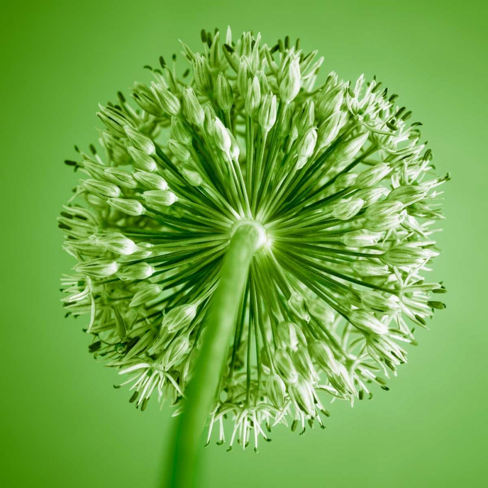 AF20100605 Alliums 167C14 art print by Assaf Frank for $57.95 CAD