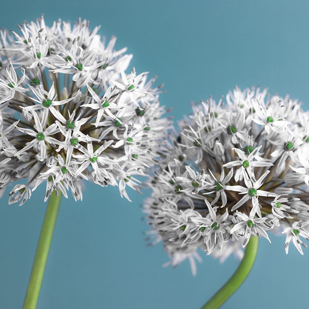 Two Allium flowers, FTBR-1875 art print by Assaf Frank for $57.95 CAD