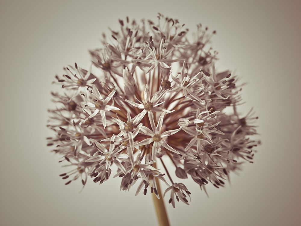 Allium flower art print by Assaf Frank for $57.95 CAD