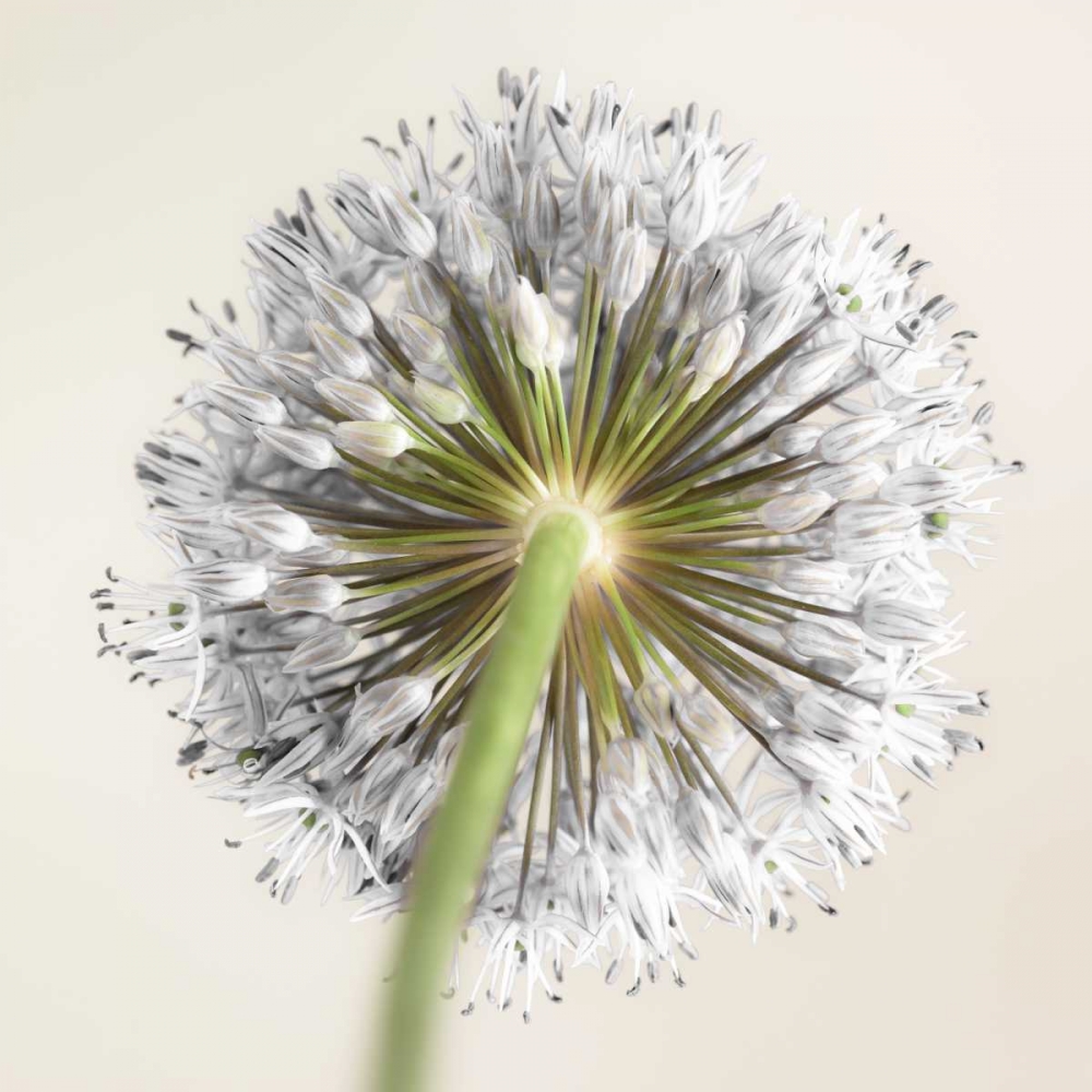 Allium flower art print by Assaf Frank for $57.95 CAD