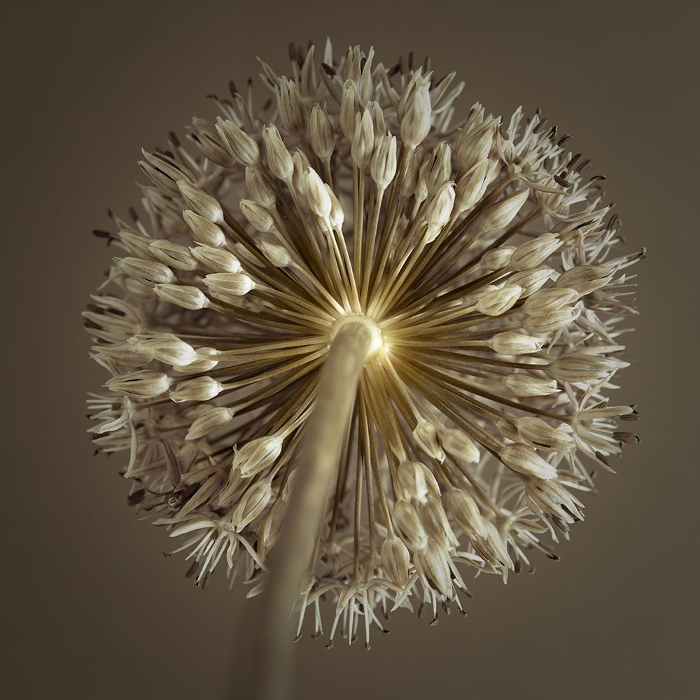 Allium flower art print by Assaf Frank for $57.95 CAD