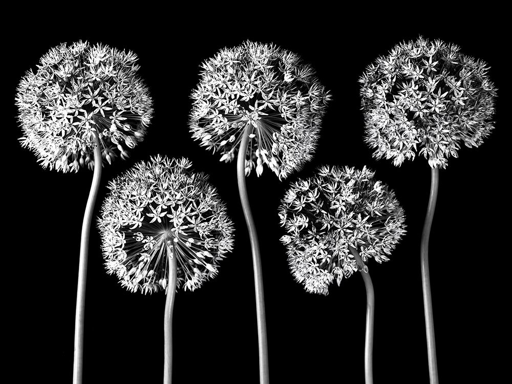 Allium flowers art print by Assaf Frank for $57.95 CAD