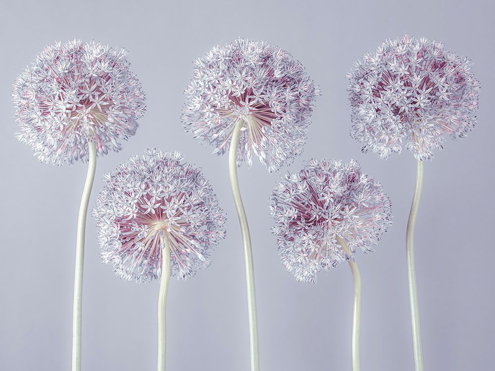 Allium flowers art print by Assaf Frank for $57.95 CAD