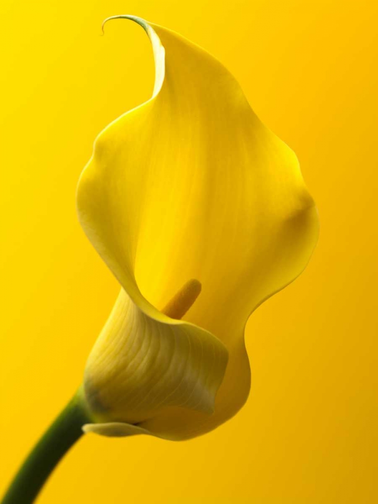 Calla Lily art print by Assaf Frank for $57.95 CAD