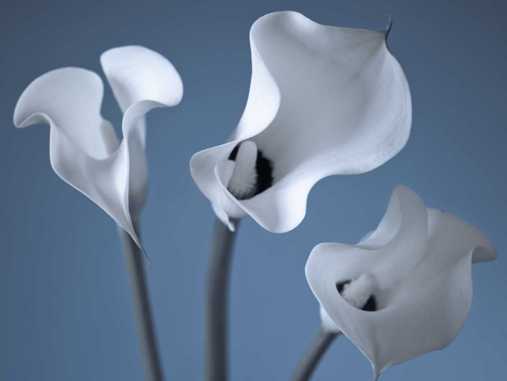 Three Calla Lilies art print by Assaf Frank for $57.95 CAD