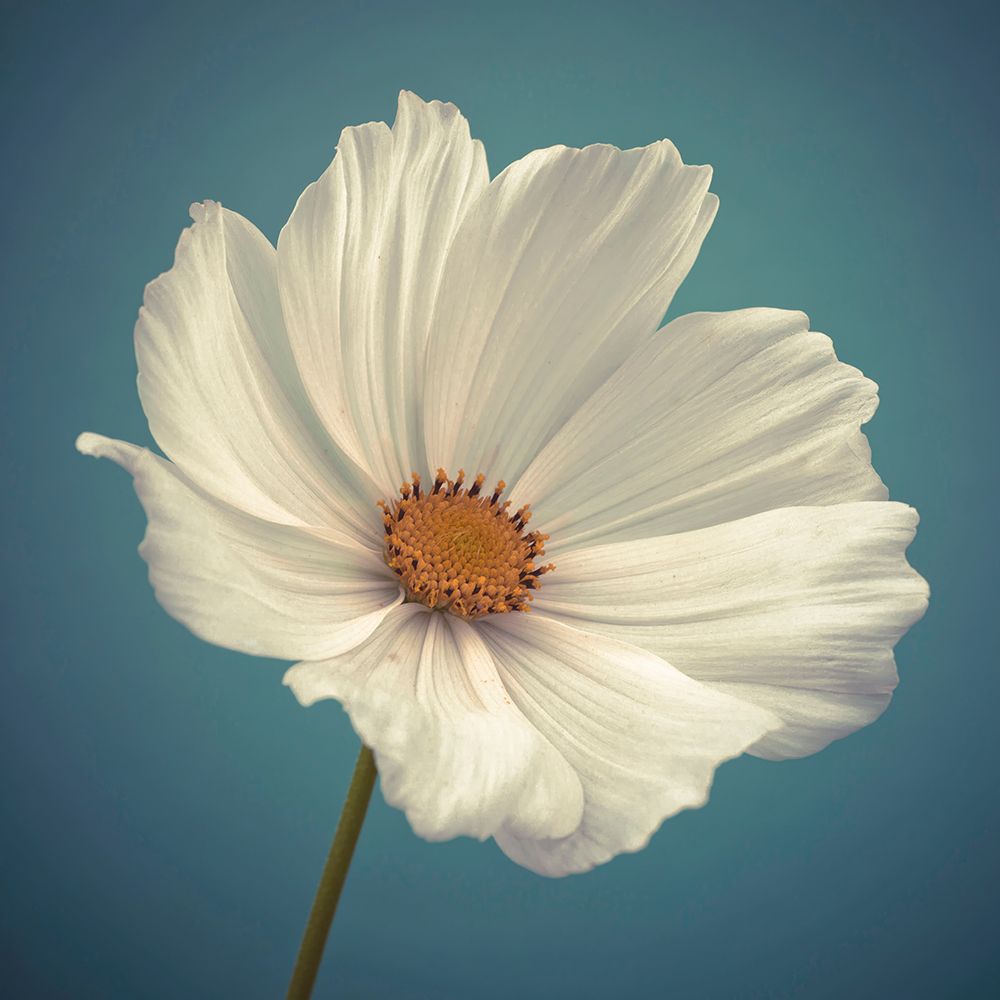 Cosmos flower art print by Assaf Frank for $57.95 CAD