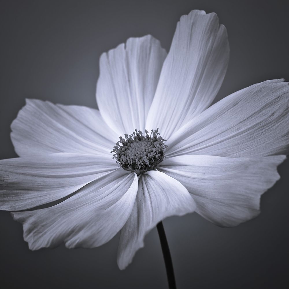 Cosmos flower art print by Assaf Frank for $57.95 CAD