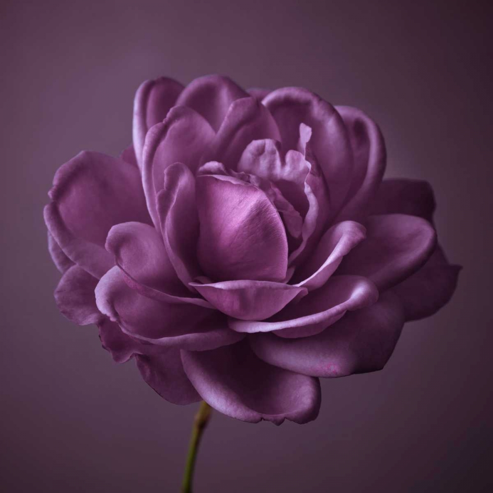 Single rose flower art print by Assaf Frank for $57.95 CAD