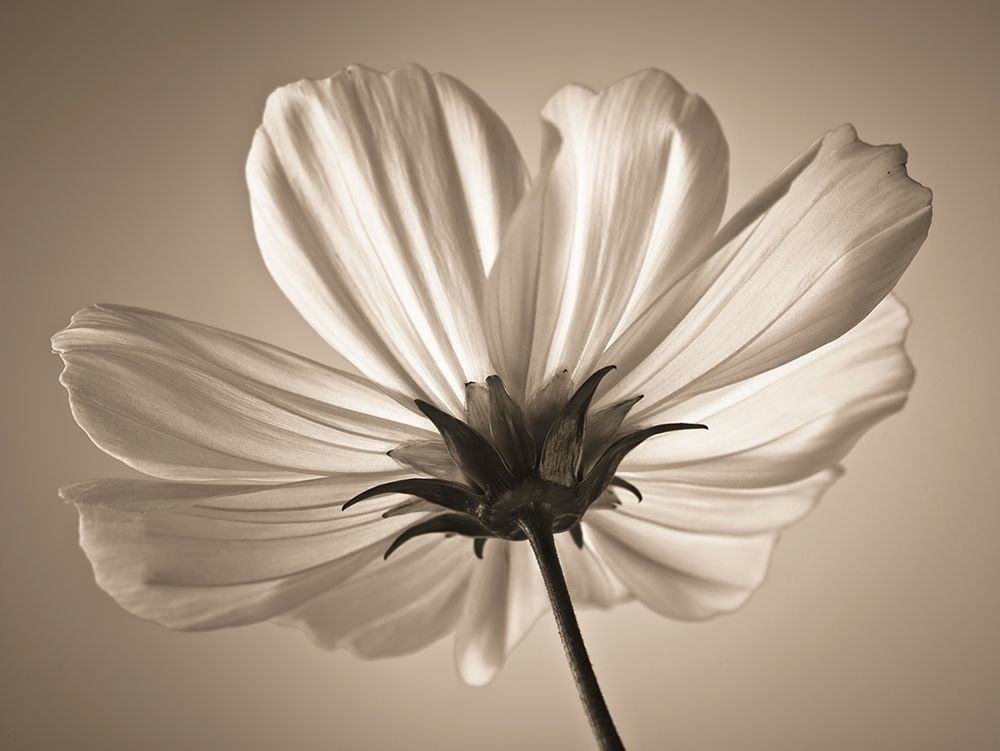 Cosmos flower art print by Assaf Frank for $57.95 CAD