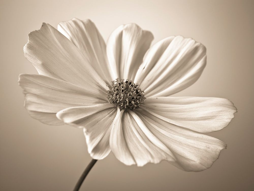 Cosmos flower art print by Assaf Frank for $57.95 CAD