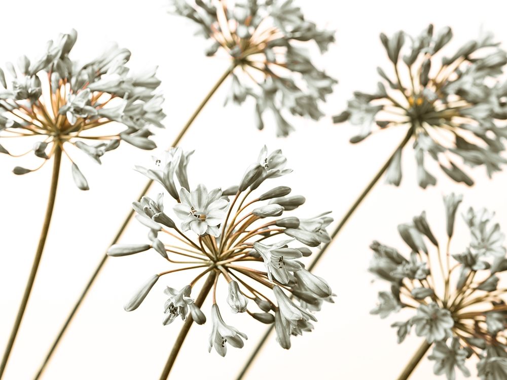 African Lilies art print by Assaf Frank for $57.95 CAD