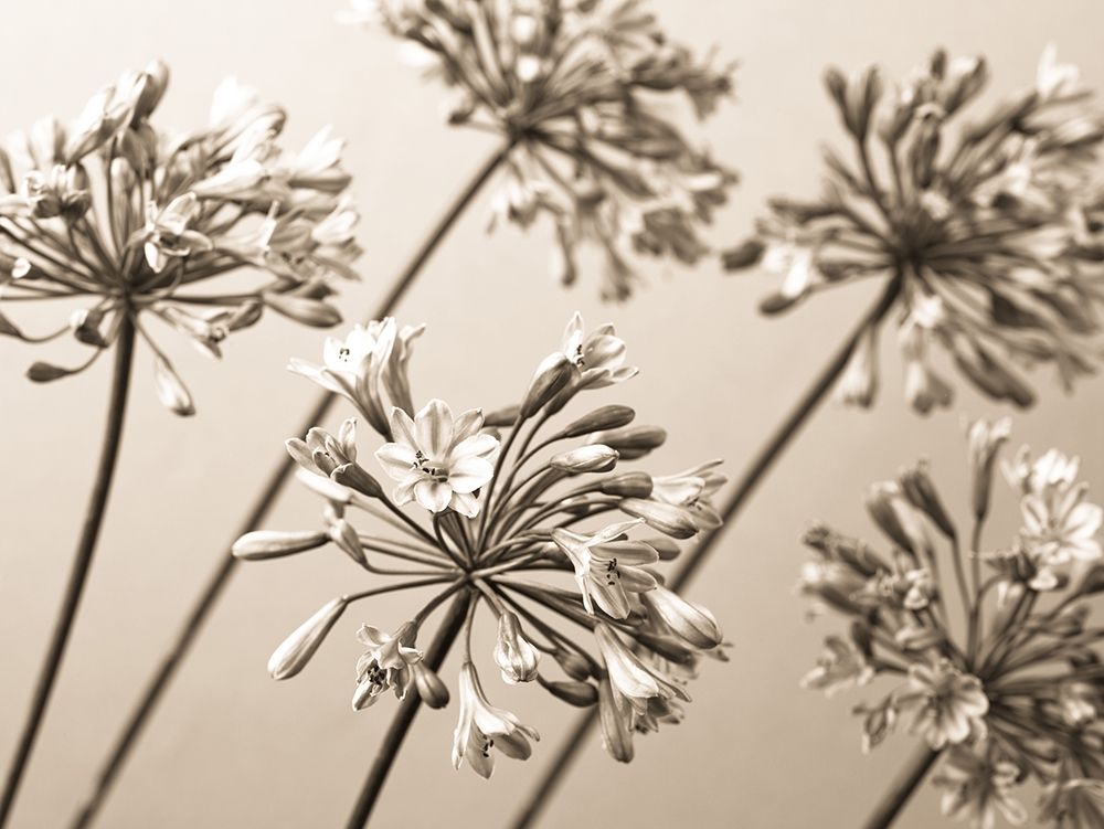 African Lilies art print by Assaf Frank for $57.95 CAD