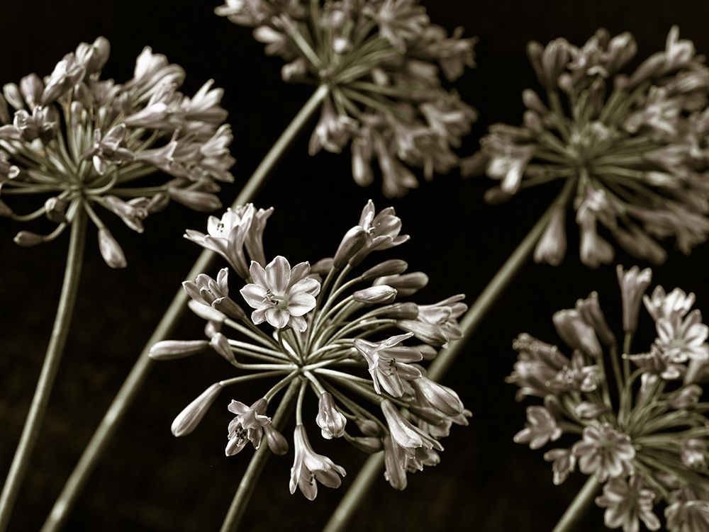African Lilies art print by Assaf Frank for $57.95 CAD