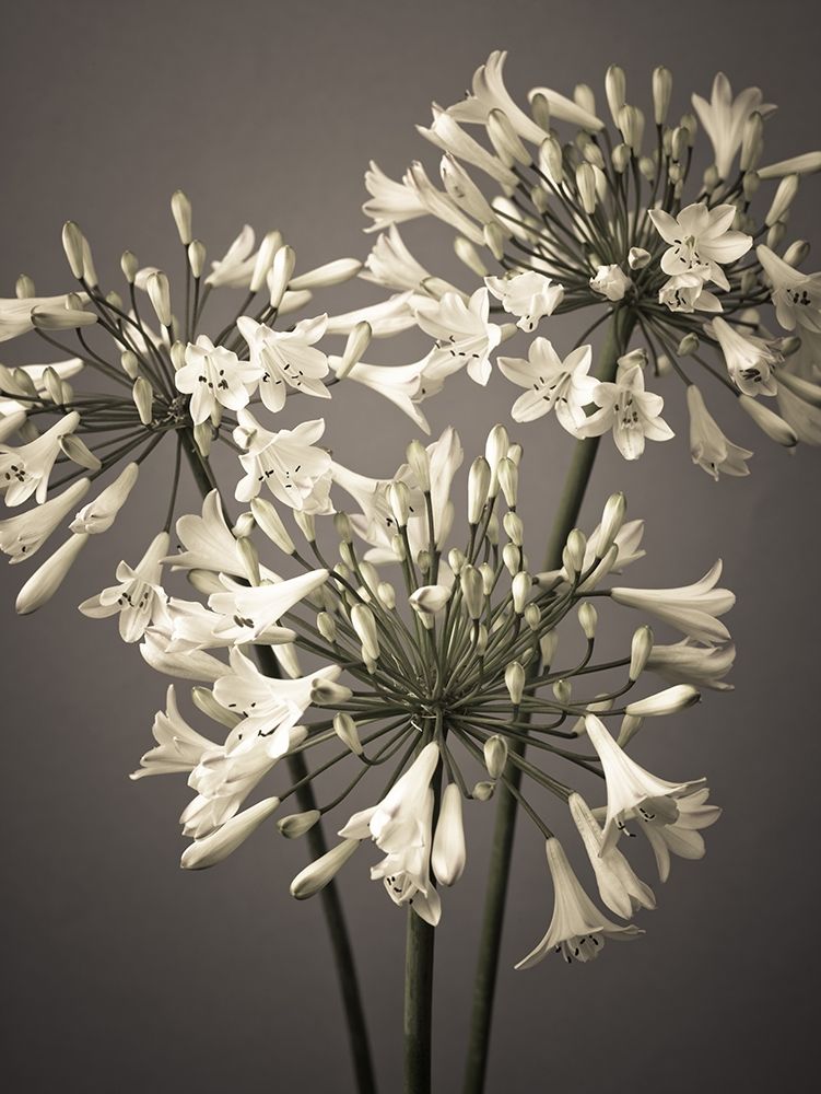 African Lilies art print by Assaf Frank for $57.95 CAD
