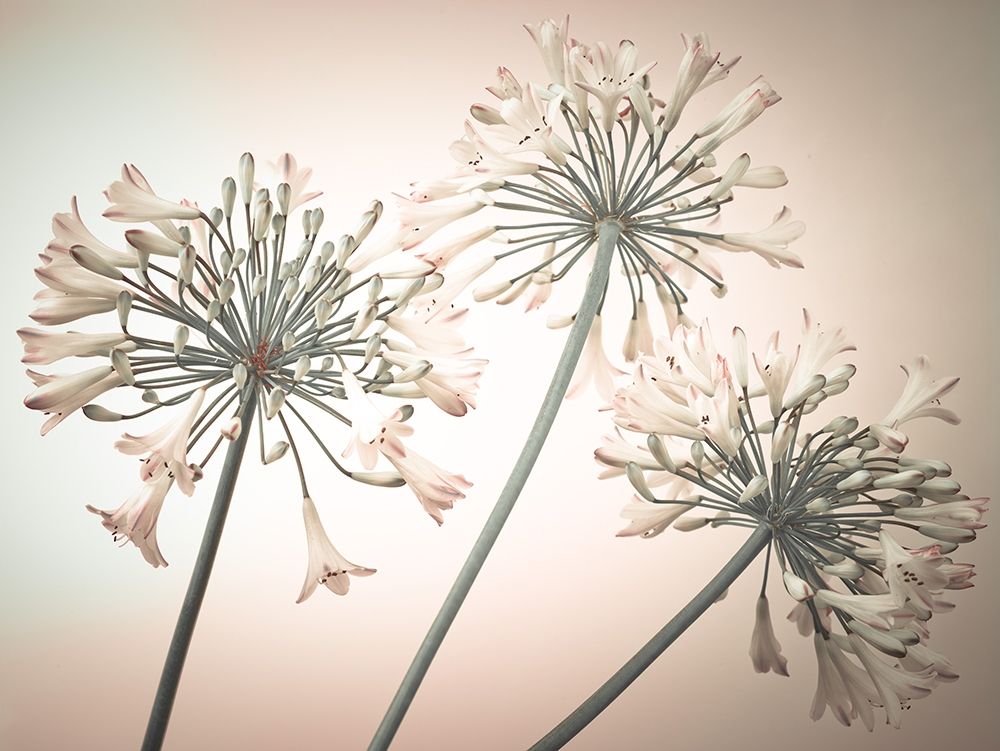 African Lilies art print by Assaf Frank for $57.95 CAD
