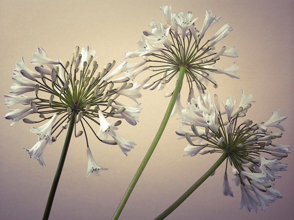 African Lilies art print by Assaf Frank for $57.95 CAD