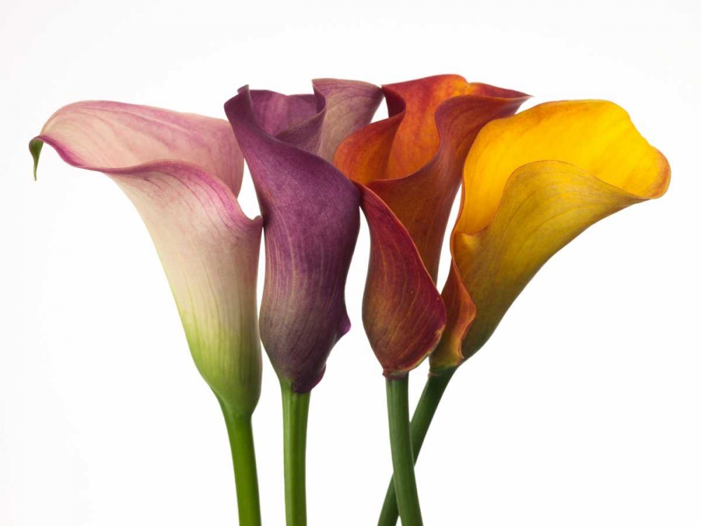 Four calla lilies art print by Assaf Frank for $57.95 CAD