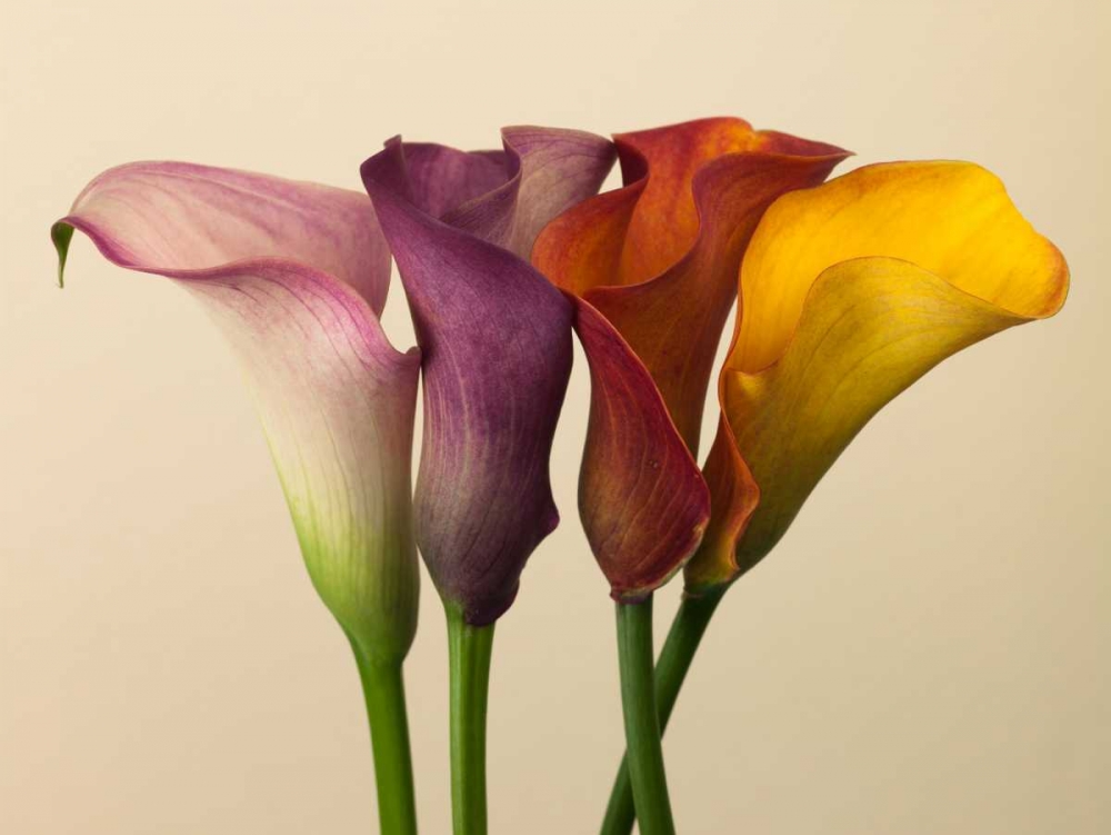 Four calla lilies art print by Assaf Frank for $57.95 CAD