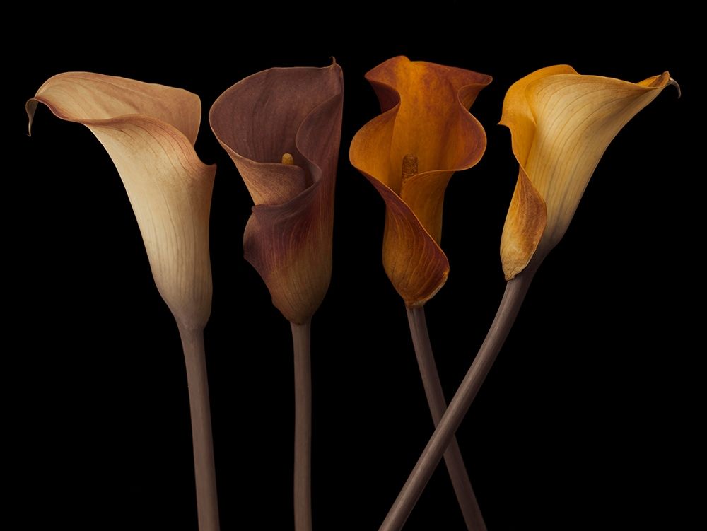 Four calla lilies art print by Assaf Frank for $57.95 CAD