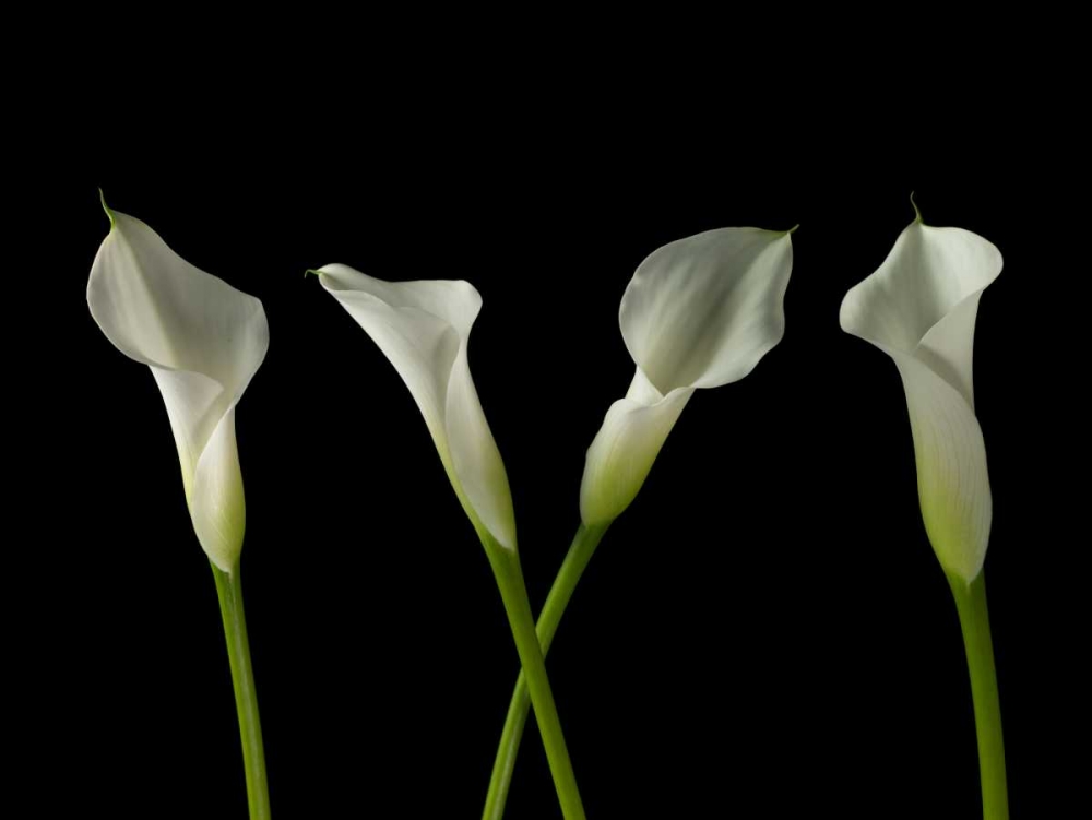 Calla lilies in a row art print by Assaf Frank for $57.95 CAD