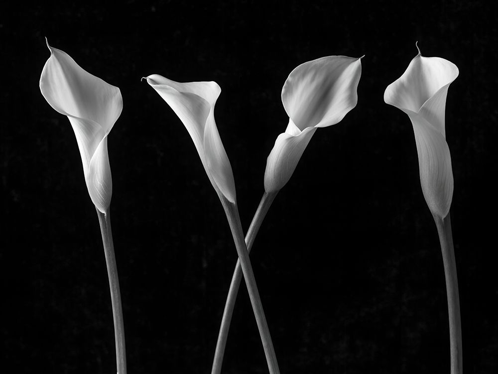 Calla lilies in a row art print by Assaf Frank for $57.95 CAD