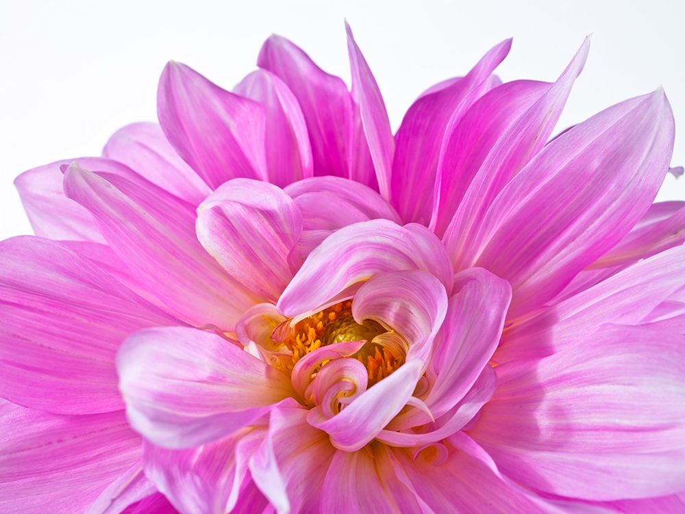 Dahlia Flower art print by Assaf Frank for $57.95 CAD