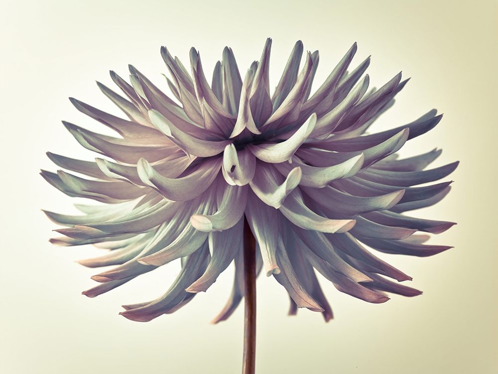 Dahlia Flower art print by Assaf Frank for $57.95 CAD