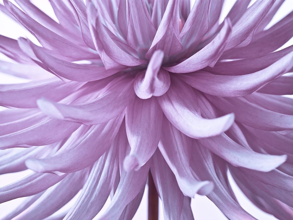 Dahlia Flower art print by Assaf Frank for $57.95 CAD